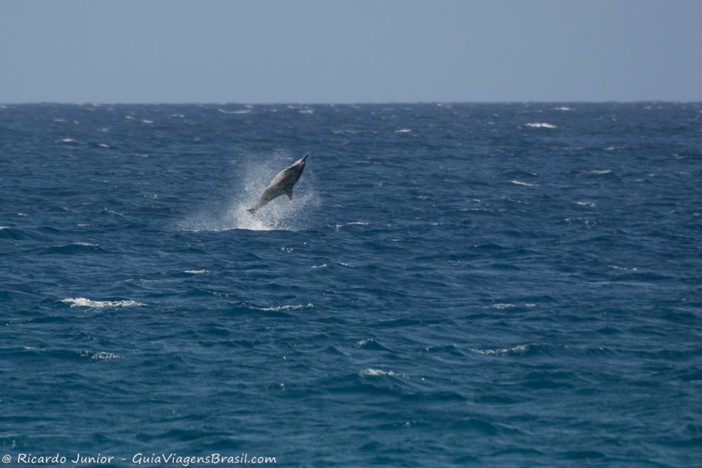 Imagem de um golfinho saltando em Noronha.